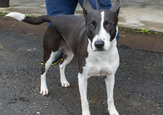 Bibi - Cão fêmea, com aproximadamente 3 anos, resgatada por maus-tratos, morava na rua. Dócil, carinhosa e muito tranquila. Porte médio. Foto: Divulgação