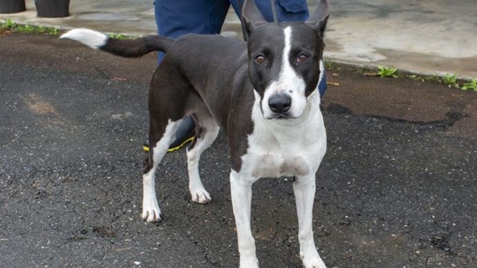 Bibi - Cão fêmea, com aproximadamente 3 anos, resgatada por maus-tratos, morava na rua. Dócil, carinhosa e muito tranquila. Porte médio. Foto: Divulgação