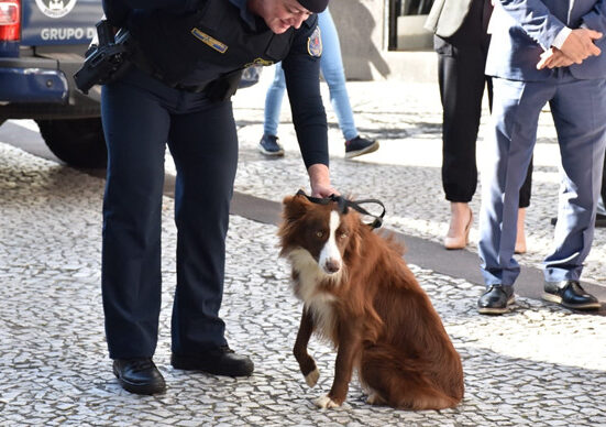 Projeto Cão Amigo ganha reforço com filhote Zaya.
Foto: Divulgação